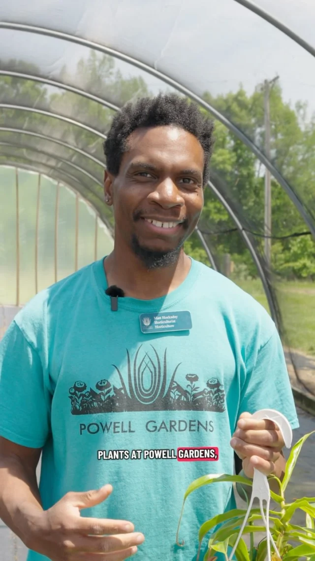 Did you know some plants eat … insects? 👀🌿

Check out the display of carnivorous plants in the Marlese Lowe Gourley Island Garden on your next visit to Powell Gardens! 

Drop any carnivorous plant questions for Matt below. 👇

#powellgardens #plants #botanicalgarden #carnivorousplants #garden