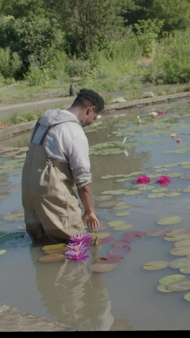 Alright garden friends, it’s almost time for the @waterlilyweighoff! 💚

We’re dropping our official entry video next Tuesday (August 18). Tag all of your plant pals and follow Powell Gardens to cheer us on! 

How much do you think our waterlily will hold this year? 👇