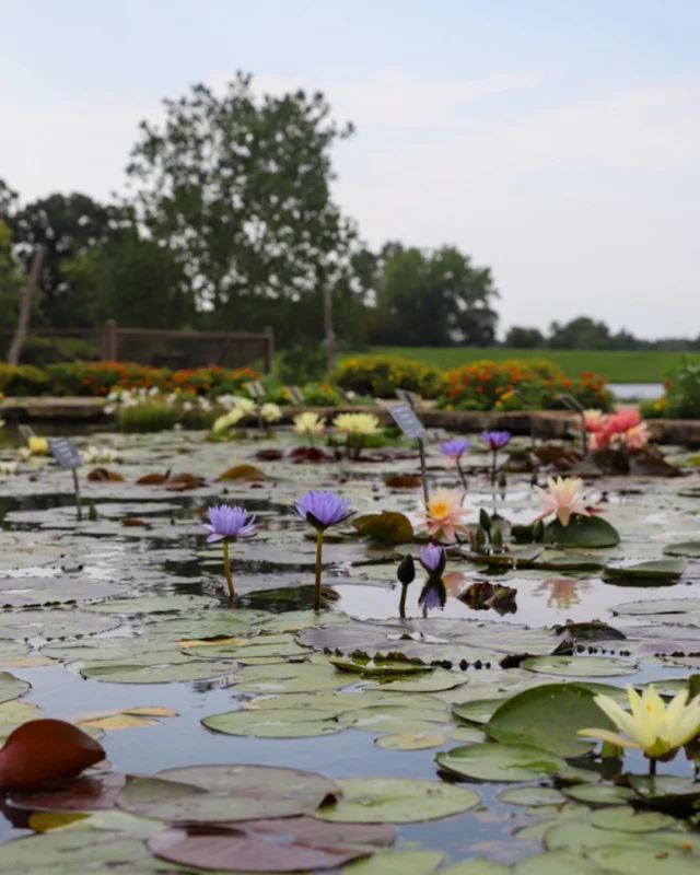 Late summer blooms are spectacular in the Marlese Lowe Gourley Island Garden! Read more on the blog (link in bio). 

#powellgardens #botanicalgarden #nonprofit #islandgarden #aquaticplants #plants