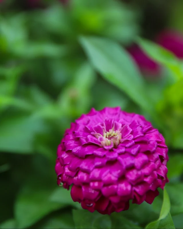 It’s one of the best days of the month ... Dog Day! 🐶🌿 

We’ll see you and your furry friends in the Gardens for fresh air, scenic walks, blooms, and lots of tail wags. 

Admission linked in bio. #powellgardens #dogdays #nonprofit #botanicalgarden