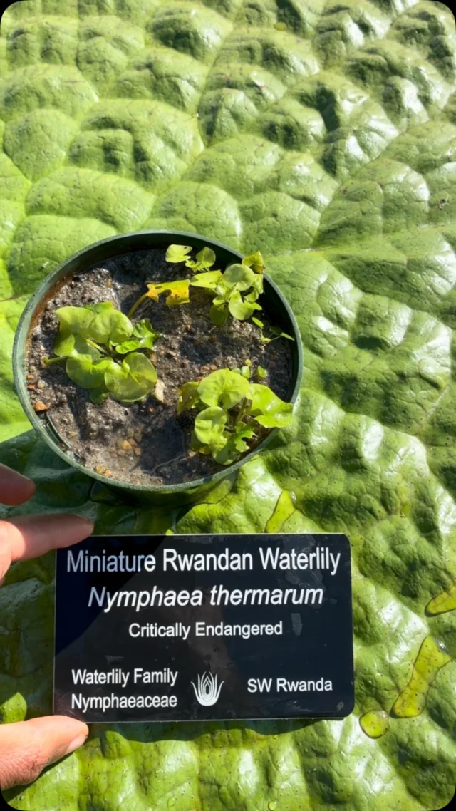 During #waterlilyweighoff26, you’ll see some BIG waterlilies like our Victoria cruziana! But did you know Powell Gardens is also home to the smallest waterlily in the world? 

Meet Nymphaea thermarum. 🪷

Rediscovered in Rwanda in 2023, these tiny lily pads only grow to be 1.5 inches across! The flowers open in the morning and close in the afternoon. 

This plant is critically endangered, but botanical gardens are helping propagate and care for this species. 

Thank you for supporting Powell Gardens and plants from around the world! 💚🌍

#powellgardens #waterlily #plants #conservation