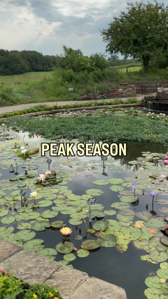 In the Midwest, peak season for waterlilies is August-September. The Marlese Lowe Gourley Island Garden is full of these late-summer blooms right now! 🪷

Visit Powell Gardens this weekend to see our hardy, tropical, and Victoria waterlilies. (If you take a selfie with the plant that starred in our #waterlilyweighoff26 video, tag us! 😂🫶) 

#powellgardens #botanicalgarden #plants #waterlily