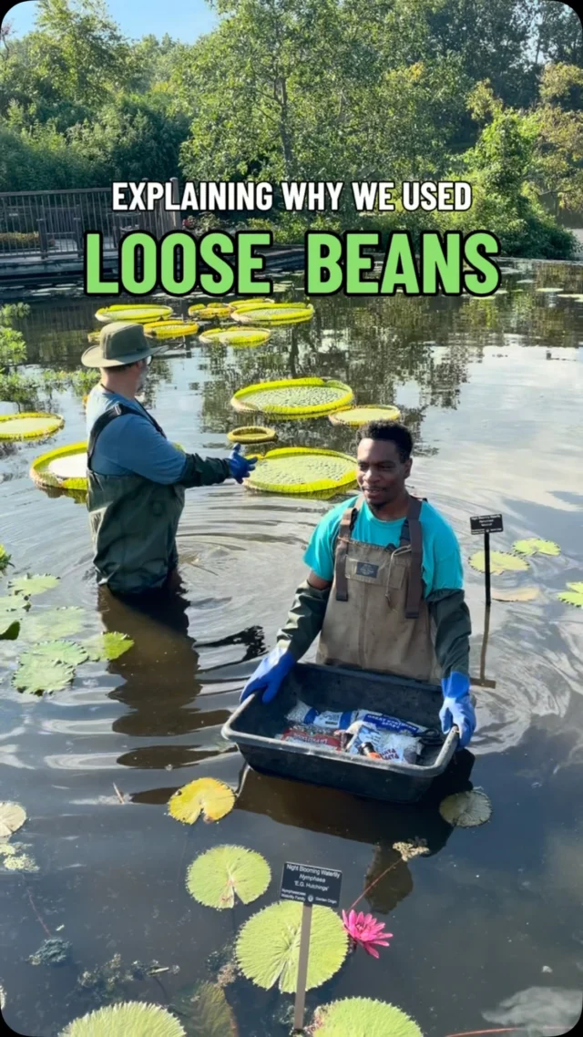 You’re probably wondering how we got here. 🫘🤠🫶

Turns out, the @waterlilyweighoff is just as fun if you bring loose beans to the party instead of bean bags! 

What should we use next year?👇

#loosebeans #beans #waterlilyweighoff26 #botanicalgarden #powellgardens