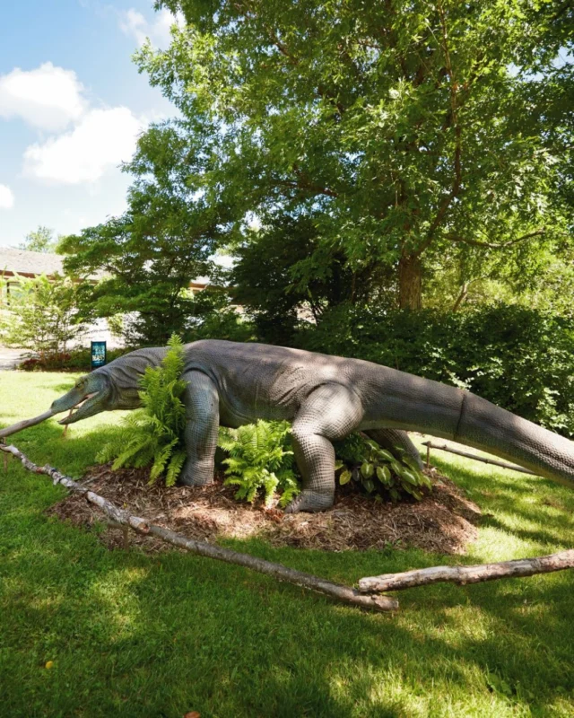 Dragons and Mimosas today! Grab a drink, listen to live music (11 a.m. - 2p.m.) and enjoy a day in the Gardens. 🍹