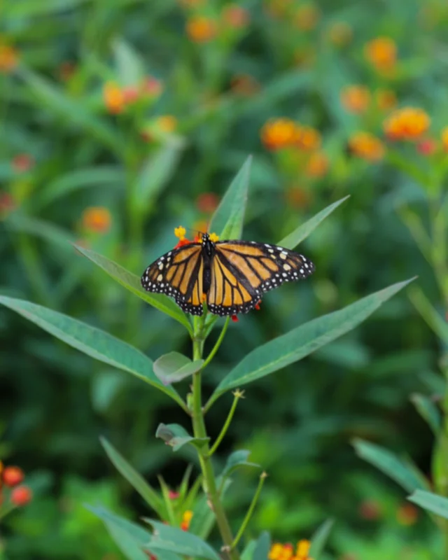 Members receive free festival and general admission to Powell Gardens! 🦋 

Learn more about this and other member perks at the link in bio.