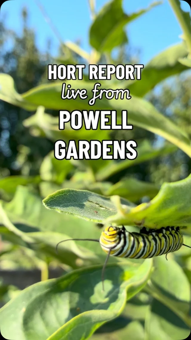 Milkweed tour! In this week’s #HortReport, Christian shows us three kinds of milkweed (and some seriously happy caterpillars) at Powell Gardens. 🐛 

Have you seen all of these plants? 

💚 Common milkweed (Asclepias syriaca)
💚 Fennel (Foeniculum vulgare)
💚 Butterfly weed (Asclepias tuberosa) 

We’ve got another video from the milkweed tour coming soon! 

#powellgardens #milkweed #plants #garden