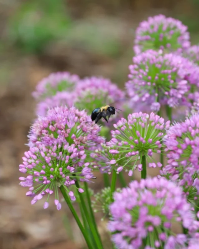 POV: Thursday at Powell Gardens. 🐝