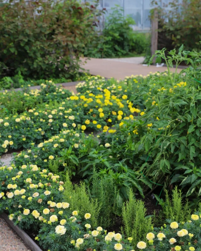 Powell Gardens, Kansas City’s botanical garden, exists to connect people to the importance of plants.🌱 

From incorporating native plants and protecting biodiversity to welcoming families, students, and garden lovers from across the region, our work depends on the generosity of our garden friends. 

You can support Powell Gardens today at the link in our bio. 💚 

#powellgardens #botanicalgarden #nonprofit #kansascity #garden