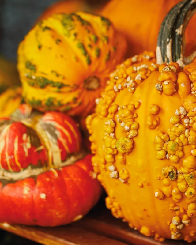 You can't beat Powell Gardens in the fall. 🍁 

You’re invited to our Celebrate Fall party on Friday, September 18 (6-9 p.m.)! Take advantage of this after-hours event and stroll through the Gardens, listen to live music around the fire, cozy up with a complimentary s’more, and enjoy the beauty of an autumn evening. 

Tickets linked in our bio. Celebrate the season with us!