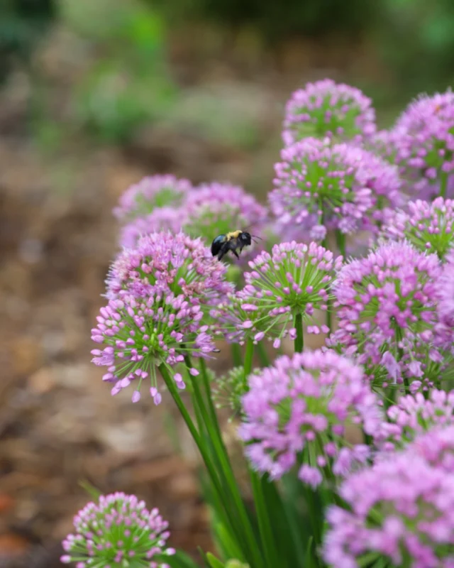 September classes are live at the link in bio! Browse what’s coming up and register today. 

#powellgardens #botanicalgarden #nonprofit #plants #grow
