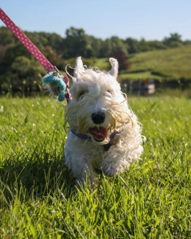 Your furry friend deserves to smell everything. 👼🐶💚 

Dogs are welcome at Powell Gardens today (Sunday, September 20) from 9 a.m. - 5 p.m. for Dog Day. See you soon!