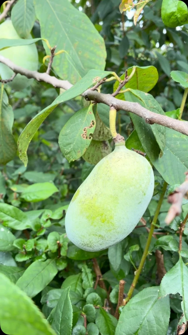 Just popping in to say it’s pawpaw season. 💚🫶

Have you tried this fruit? What did you think it tasted like? 

The pawpaw (Asimina triloba) is North America’s largest fruit, and it’s native to Missouri! 

Because this fruit spoils quickly after ripening, it’s not a good candidate for shipping and selling in stores. Harvest time only lasts about six weeks at the end of summer, and fruits are best eaten at ripe harvest! 

This is also a pollinator friendly plant. Pawpaw foliage is the food source for zebra swallowtails! 🐛🦋

#pawpaw #nativeplant #fruit #plants #garden