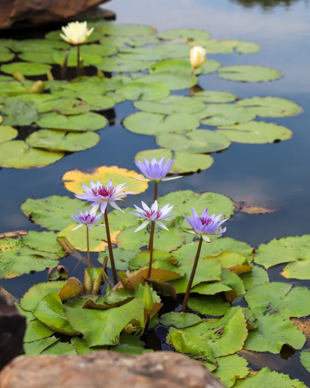 Making holiday weekend plans? Powell Gardens will be open this weekend (and Monday!) from 9 a.m. - 5 p.m. 

See you soon! 💚 

Admission linked in bio. #powellgardens #botanicalgarden #nonprofit #garden #kansascity