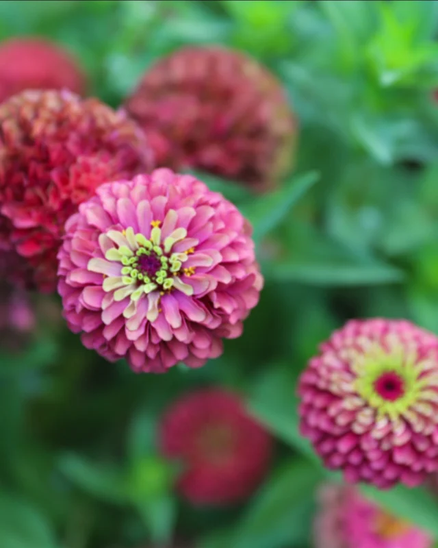 Powell Gardens is open TODAY for Labor Day! Visit the Gardens from 9 a.m. - 5 p.m. 

After today, Powell Gardens will be open Wednesday-Sunday, 9 a.m. - 5 p.m., through November 1, 2026. 

Plan your visit at the link in bio. #powellgardens #botanicalgarden #flowers #kansascity #nonprofit
