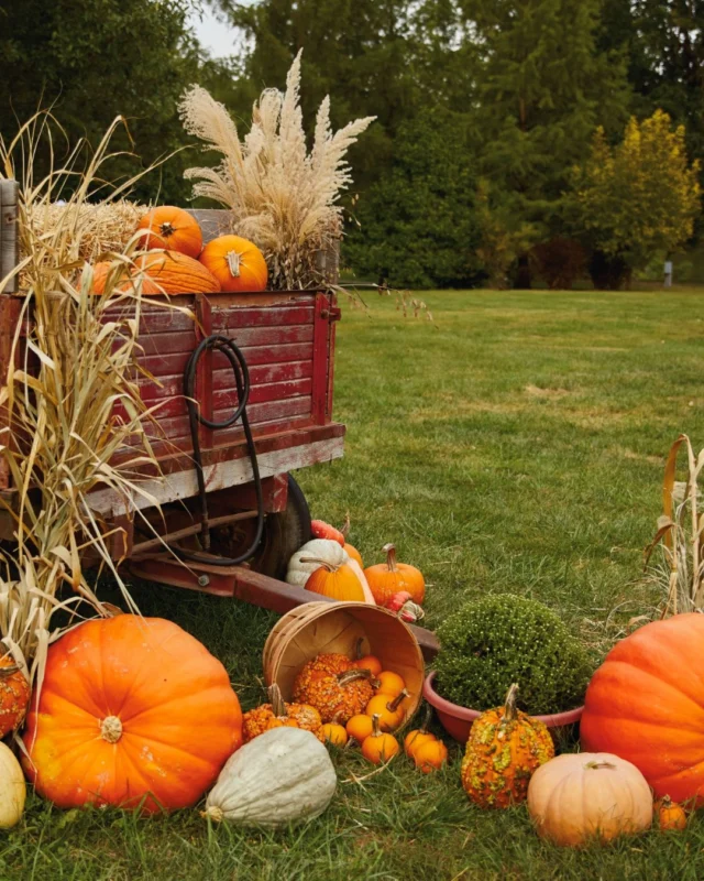 We’ve got next week’s date planned for you! Make your way to Powell Gardens for Celebrate Fall on Friday, September 18. ❤️ 

We’ll have live music, bonfires, and s’mores. The rest is up to you! 

Take a leisurely stroll through the Gardens. Stop to sketch, take a selfie, or just enjoy the changing season. Seasonal drinks and food will be available for purchase. 🍂🔥 

Tickets are available at the link in bio. Slow down and enjoy an evening out together! 

#powellgardens #botanicalgarden #datenight #kansascity #kcdatenight