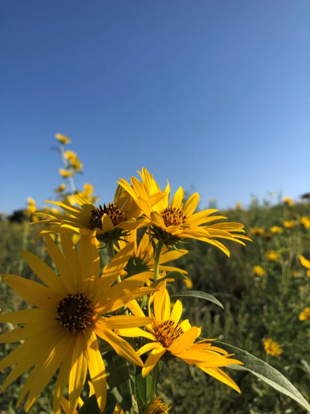 Powell Gardens hours have shifted with the seasons! The botanical garden is open Wednesday-Sunday, 9 a.m. - 5 p.m., through November 1, 2026. 💛 

Admission linked in bio. #powellgardens #botanicalgarden #nonprofit #floweres #plants