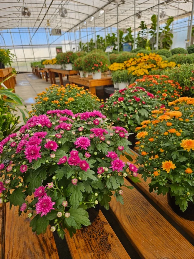 Members get 10% off at @colonialfarmskc! Stock up on fall decor, pumpkins, mums, and more in Blue Springs. 🍎🍂🎃 

P.S. Members, don’t forget to use ALL of your member benefits! Check out the link in our bio to see a full list. 

#powellgardens #colonialfarms #nonprofiti #garden #plants