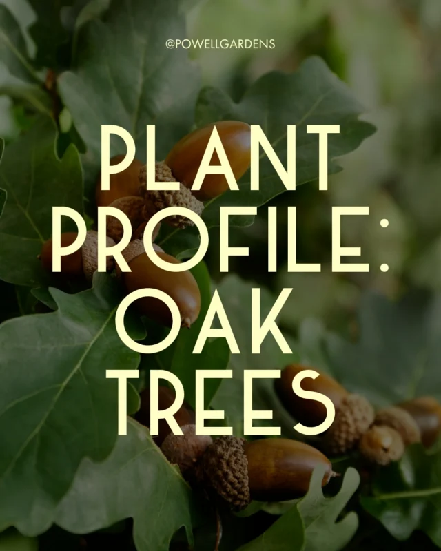 Oaks are so important in the Midwest! Click the link in bio to read about this keystone species on the blog. 

#powellgardens #botanicalgarden #oaktree #tree #keystonespecies
