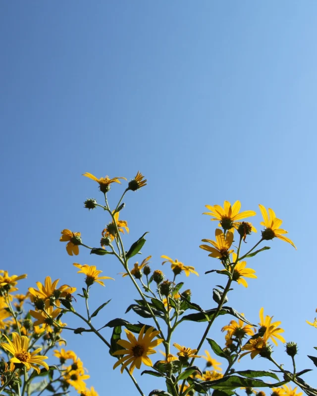 Come slow down, soak up the season, and enjoy a little fall magic at Powell Gardens. 🌻 

September and October are some of the best months to visit! Powell Gardens is open Wednesday-Sunday (9 a.m. - 5 p.m.) through November 1, 2026. 

Cooler temperatures make it perfect for longer strolls. The leaves are changing and fall color is beginning to make itself known. We suggest packing a picnic, finding a quiet spot to read or journal, taking photos, or simply pending time in nature! 🍂 

#powellgardens #botanicalgarden #nonprofit #kansascity #fall