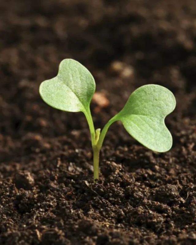 Gardeners, come get the dirt on ... soil! 🌱 

Join us October 3 (10 a.m. - 2 p.m.) for Introduction to Soil Health and learn how soil biology, structure, and organic matter work together to support thriving plants. 

Build healthier soil in your own garden! Click the link in bio to register. 

#powellgardens #soilhealth #garden #regenerativeagriculture #botanicalgarden #nonprofit #soil #dirt #garden #gardening