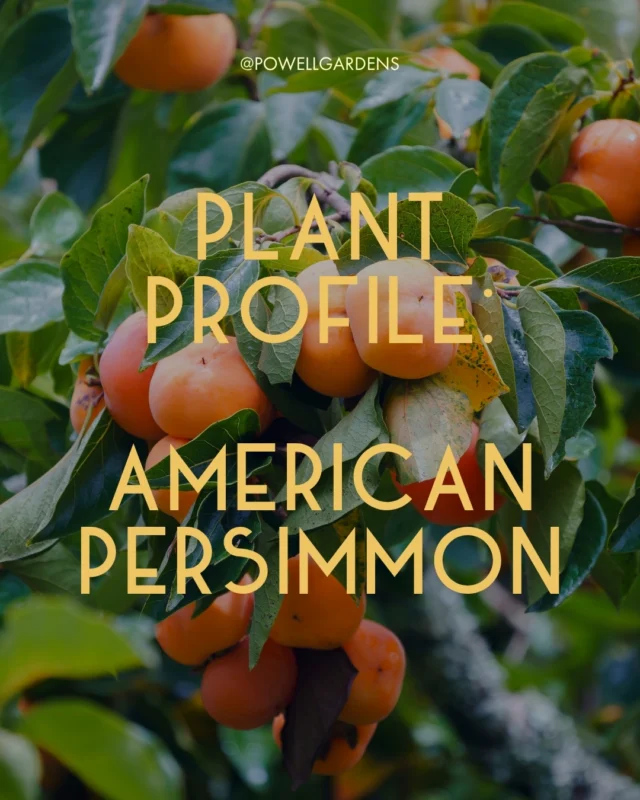 In this month's plant profile, learn about one of Missouri's native fruit frees! 🧡 

Read about persimmons on the blog (link in bio). 

#powellgardens #botanicalgarden #garden #plantofthemonth #plants #persimmon #nativeplant #fruittree #nativefruit #missouri #grownative