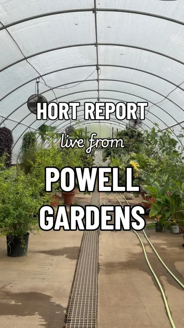 Want to have free plants forever? Learn to propagate! 💚

In this week’s #HortReport, Justus delves into the science behind propagation and demonstrates an easy method you can try at home.

Have you tried propagating your plants before? What techniques were successful, and which ones didn’t work out?

#powellgardens #plants #propagate #garden