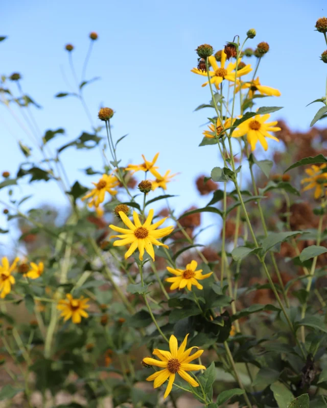 This time of year is so beautiful! Make a day of it at Powell Gardens. 

Kansas City's botanical garden is open Wednesday-Sunday (9 a.m. - 5 p.m.) through Novembeer 1, 2026. 

Purchase admission at the link in our bio. #powellgardens #botanicalgarden #nonprofit #garden #plants