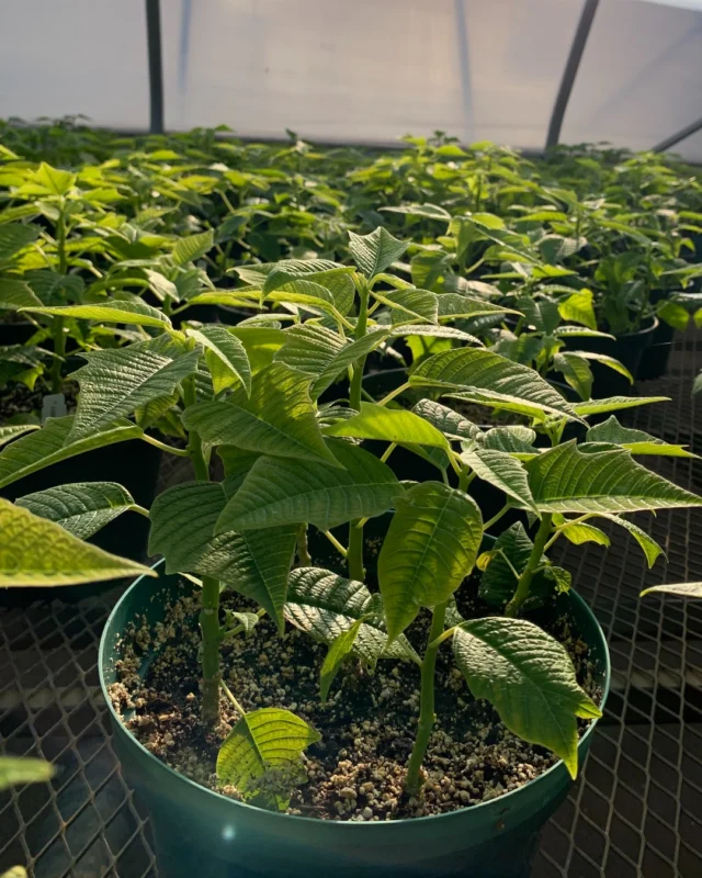 GREENHOUSE UPDATE: POINSETTIAS

All of the poinsettia plants we're growing for Powell Gardens and Colonial Farms have been transplanted and pinched thanks to our lovely, hardworking staff and volunteers. ❤️ 

The plants take up about one and a half greenhouses! This month, the team is focusing on growing and making sure they'll be beautiful  for you to take home for the holidays.

A couple of favorites to keep your eyes out for later this year are Superba New Glitter, Christmas Beauty Cinnamon, and Christmas Mouse.