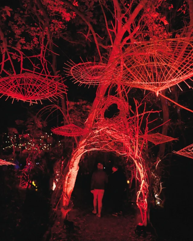 Want a deal on @darkforestkc tickets? Join us on Halloween night (October 31)! 👻🎃 

We’re offering $31 general admission tickets (that's $7 off the regular $38 general admission price!) for this night ONLY. 

Purchase tickets at the link in our bio. 

#powellgardens #darkforest #halloween #kansascity #botanicalgarden