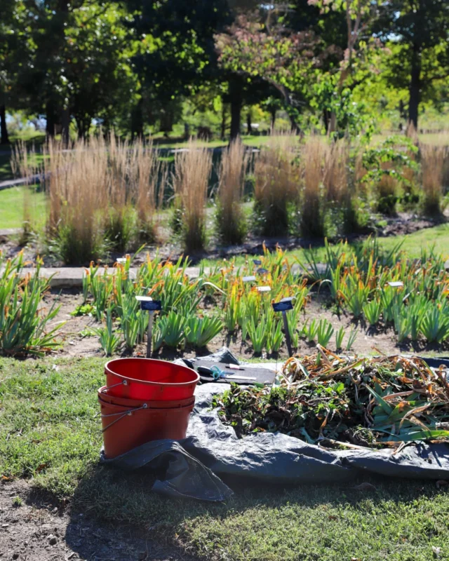 For gardeners in our area, October is a month of transition. See below to learn what we’re tackling this month! (Powell Gardens' year-long garden guide is on the blog; link in bio.) 

🥦 While fall vegetables continue producing, don’t forget to begin preparing beds for winter. 

🌷 Planting spring-flowering bulbs like tulips and daffodils now ensures a colorful display next year. 

🌲 Trees and shrubs establish well when planted in fall, as cooler air temperatures reduce stress while roots continue growing. 

 🌱 As frost approaches, tender plants should be brought indoors. 

🔧 Tools should be cleaned and stored. 

🍁  Leaves can be composted or used as a mulch to protect soil through winter. 

🍃  Aerate lawns, rake leaves, and mulch beds for winter protection.